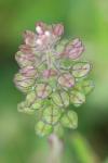 Lepidium campestre