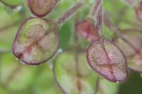 Lepidium campestre