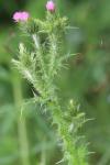 Carduus tenuiflorus