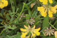 Hippocrepis comosa
