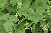 Bryonia dioica