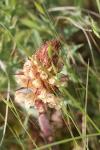Orobanche amethystea
