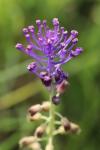 Muscari comosum
