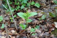 Epipactis helleborine