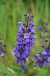 Salvia pratensis