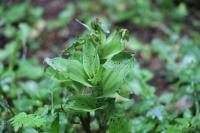 Epipactis helleborine