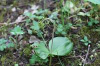 Neottia ovata