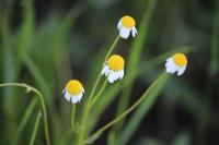 Matricaria chamomilla