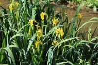 Iris pseudacorus