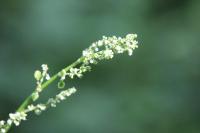 Rumex acetosa