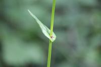 Rumex acetosa