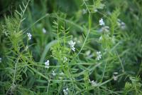 Ervilia hirsuta