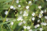 Stellaria graminea