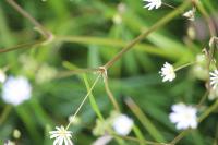 Stellaria graminea