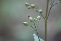 Scrophularia nodosa