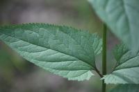 Scrophularia nodosa