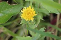 Sonchus oleraceus