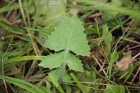 Sonchus oleraceus