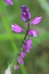Polygala vulgaris