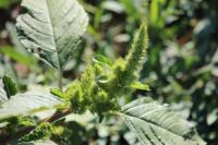Amaranthus hybridus