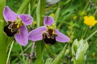 Ophrys apifera