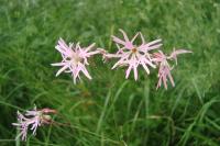 Lychnis flos-cuculi