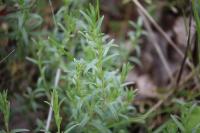 Cerastium arvense