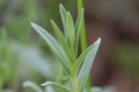 Cerastium arvense