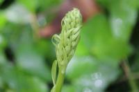 Himantoglossum hircinum