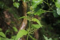 Urtica dioica