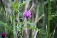 Cirsium