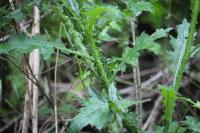 Cirsium