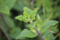 Teucrium scorodonia