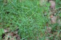 Poa nemoralis