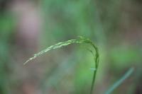 Poa nemoralis