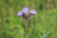 Phacelia tanacetifolia