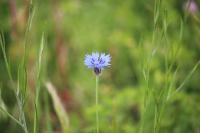 Cyanus segetum