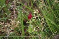 Trifolium incarnatum