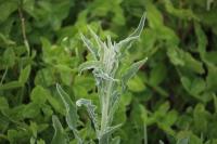 Andryala integrifolia