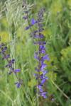 Salvia pratensis