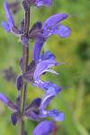 Salvia pratensis