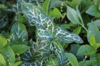 Arum italicum
