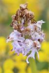 Orchis simia