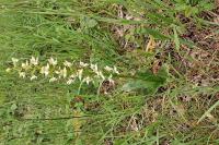 Platanthera chlorantha