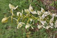 Platanthera chlorantha