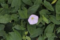 Convolvulus arvensis