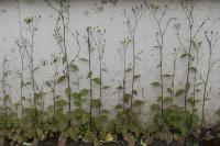 Lapsana communis