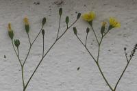 Lapsana communis