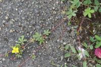 Potentilla reptans