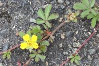 Potentilla reptans